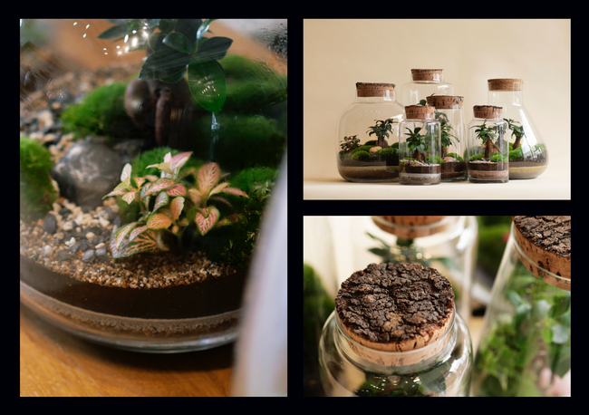 Niwa Terrariums